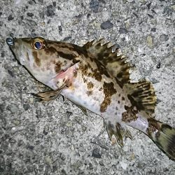 タケノコメバル狙い